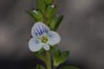 Thymeleaf speedwell